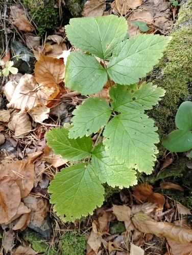 Stone Bramble