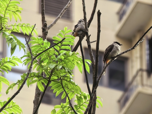 Sooty-headed Bulbul