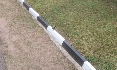 Indian Robin