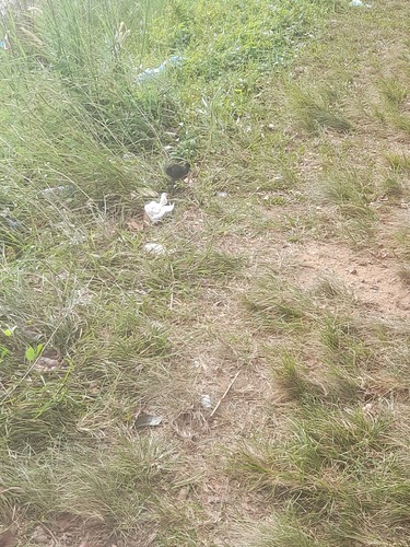 White-breasted Waterhen