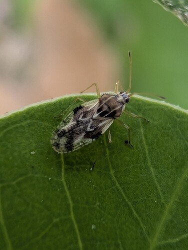 Metasalis populi