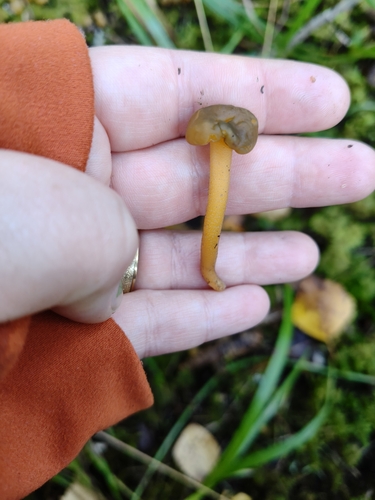 Ochre Jelly Club