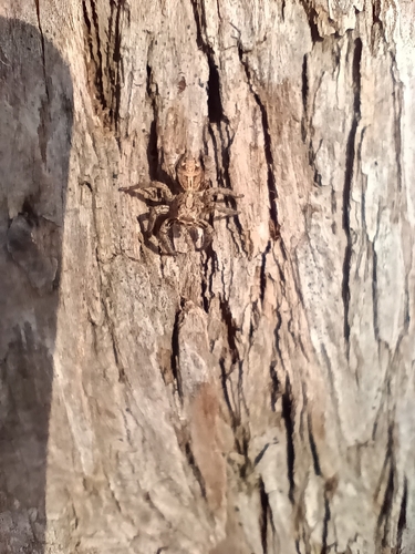 Pantropical Jumping Spider