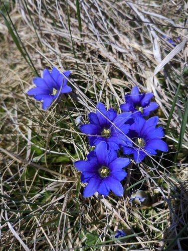 Gentiana dshimilensis