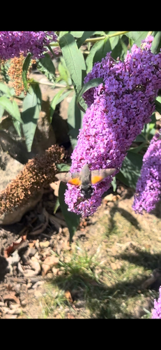Eurasian Hummingbird Hawkmoth