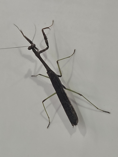 Carolina Mantis