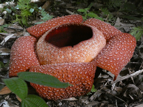 Rafflesia keithii