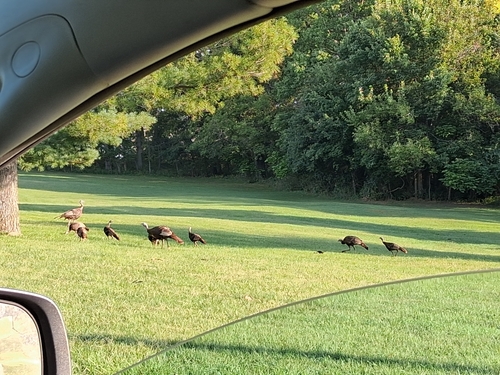 Wild Turkey