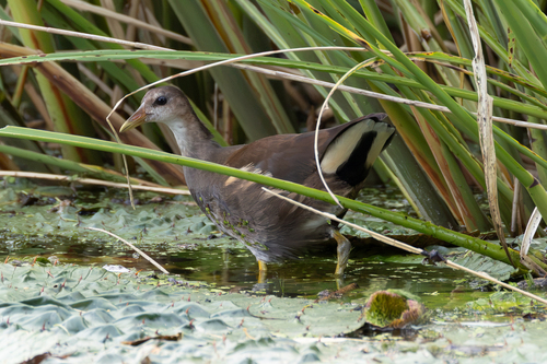 Eurasian Moorhen