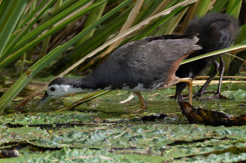 White-breasted Waterhen