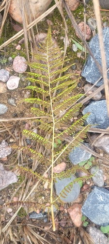 Common Lady Fern
