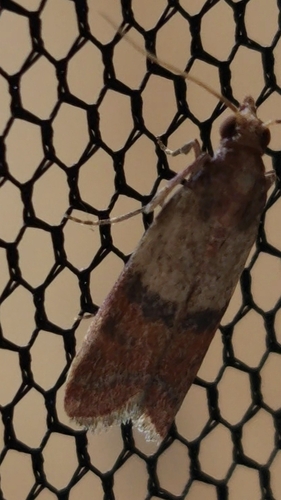 Indian-Meal Moth