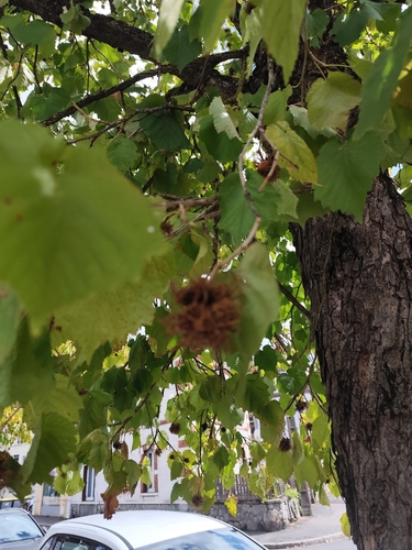 Turkish Hazel