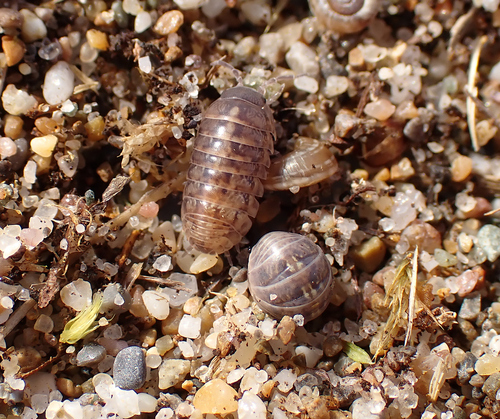 Common Pill Woodlouse