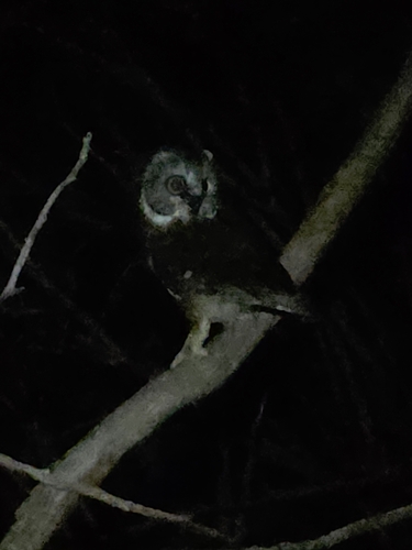 Northern Saw-whet Owl observed by charlie179