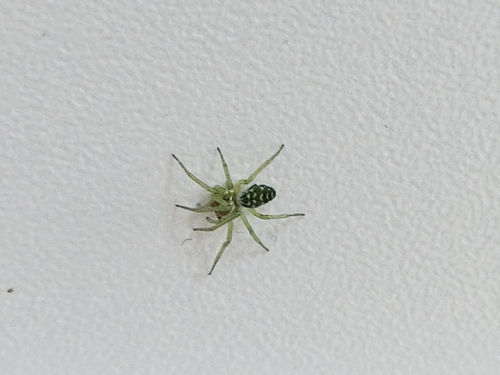 Green Meshweaver