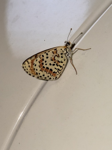 Spotted Fritillary