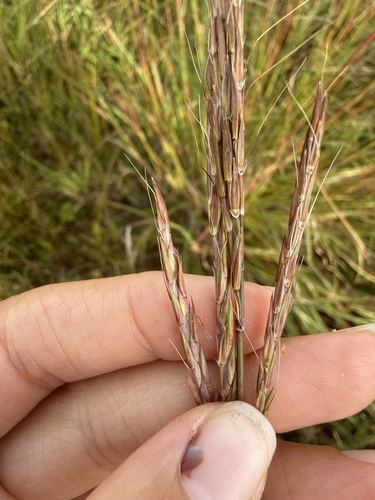 big bluestem