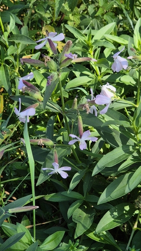 common soapwort