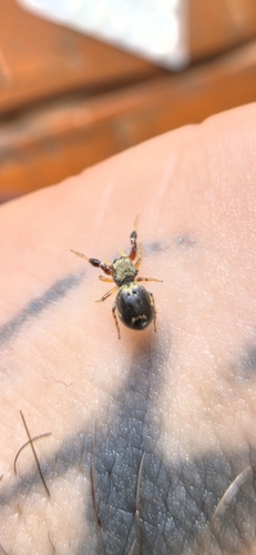 Harmochirus brachiatus