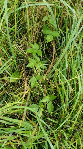 American groundnut