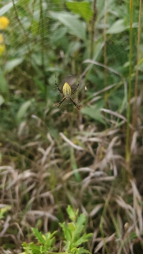 Banded Garden Spider