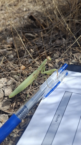 European Mantis