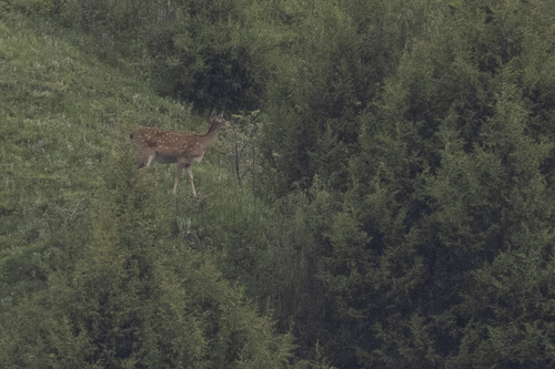 Sichuan Sika Deer