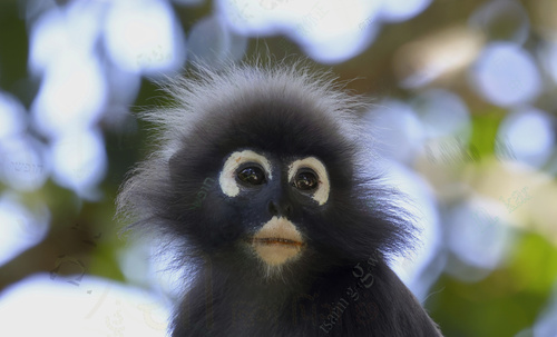 Dusky Leaf Monkey