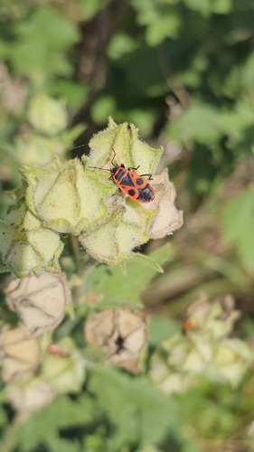 European Firebug
