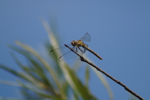 Common Darter