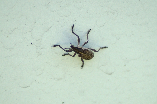 Charagmus gressorius