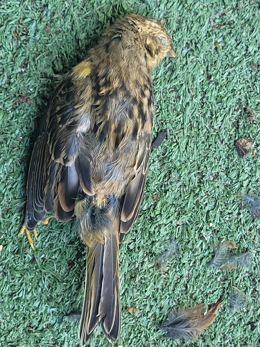 Yellowhammer
