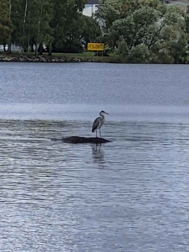 Grey Heron