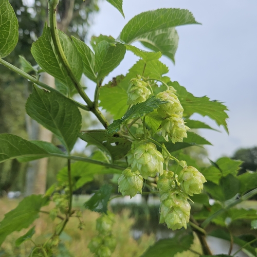 common hops