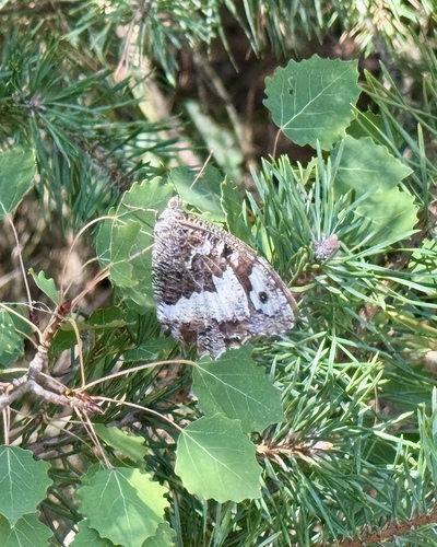 Great Banded Grayling