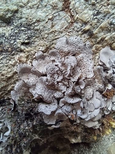 dermatocarpe commun · Leather Lichen