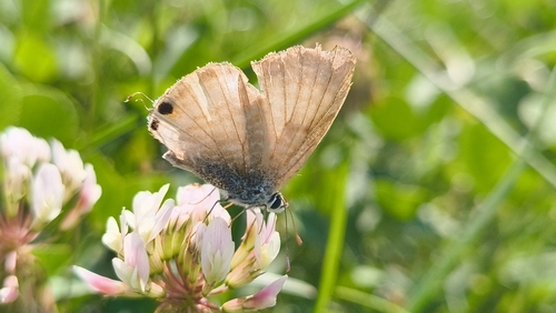 Pea Blue