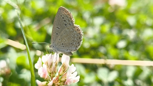 Dark Grass Blue