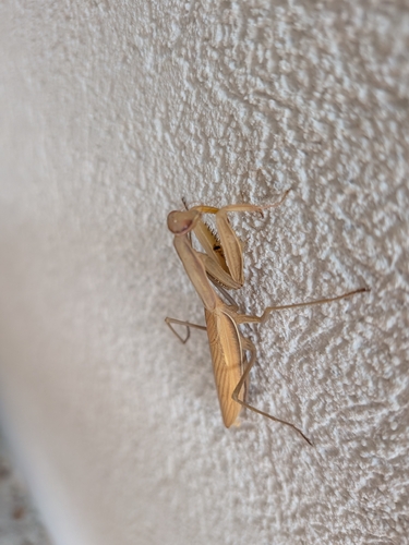 European Mantis