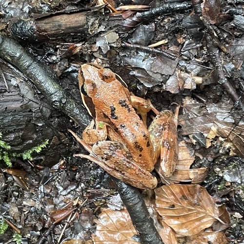 European Common Frog