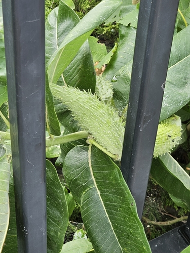 common milkweed