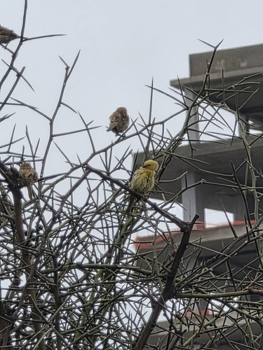 Sudan Golden Sparrow