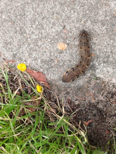 Elephant Hawkmoth