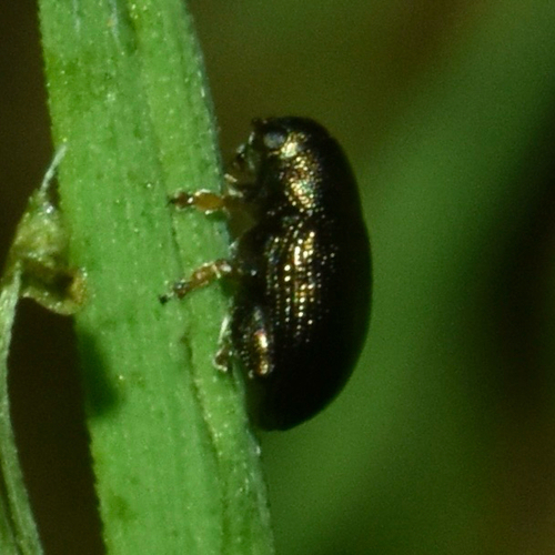 Chaetocnema hortensis