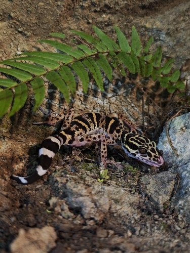 Maolan Leopard Gecko