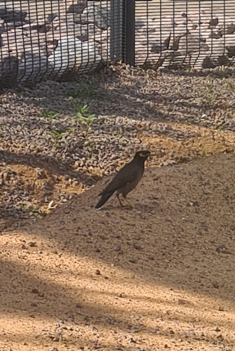 Common Myna