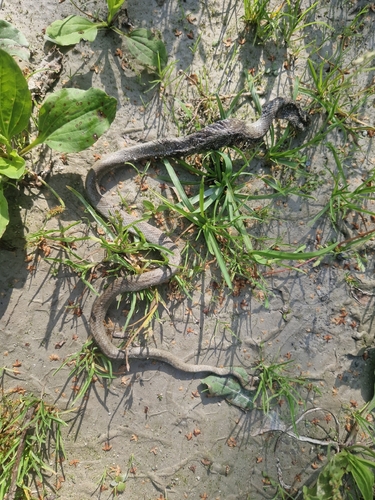 Smooth Snake