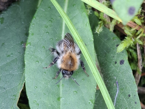 Common Carder Bumble Bee