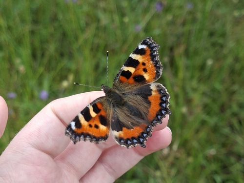 Small Tortoiseshell